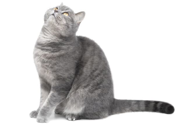 When Grief Is a Soft, Grey Animal